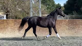 California Riding Academy&#39;s Beautiful Jazz (Relentless)