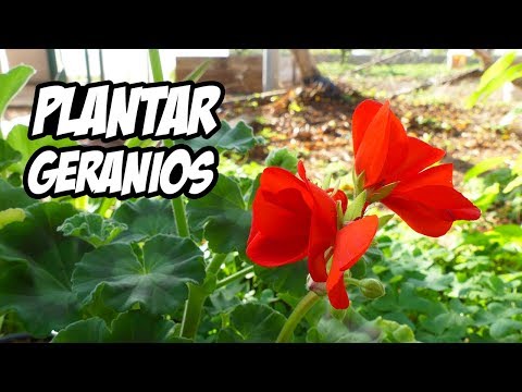 Como PLANTAR GERANIOS en el Huerto o Jardín | La Huerta de Ivan