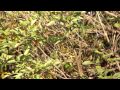 Eastern Olivaceous Warbler Eastern Olivaceous Warbler