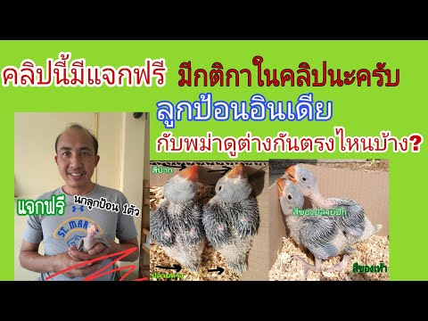 นกแก้วโม่งลูกป้อนอินเดียกับพม่าดูยังไง?แตกต่างกันตรงไหนบ้าง?