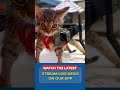 Paralyzed shelter kitten gets a wheelchair made of rulers and Hot Wheels