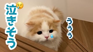 子猫と遊んでいたら突然泣きそうに、、【スコティッシュフォールド】