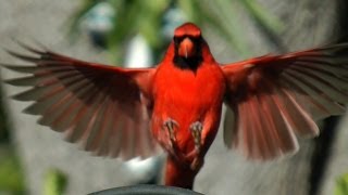 Northern Cardinal Beauty FYV