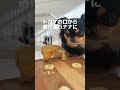 イライラするフトアゴヒゲトカゲ #shorts
