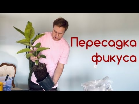 Пересадка фикуса. Грунт