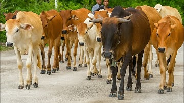 aktivitas sapi lembu kampung berjalan berkeliling menuju ladang, suara sapi moo sapi perternakan