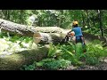 Uprooted Red Oak Recovery | Urban Logging