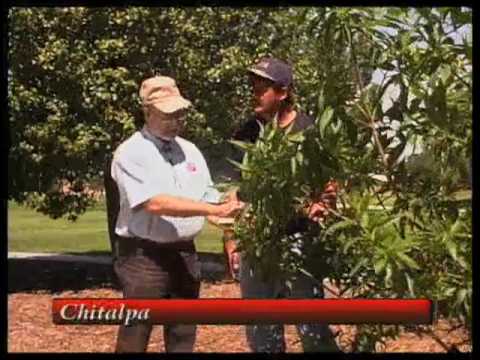 วีดีโอ: Soapberry Tree Info - ชนิดของ Soapberry Trees สำหรับภูมิทัศน์