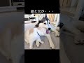 犬を見つけた猫がとった行動がかわいすぎた...#猫 #犬
