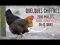 Pourquoi l'élevage de poulet en Afrique est-il si rentable?