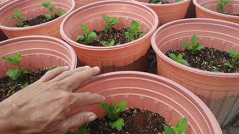 kĩ thuật trồng Hoa cúc phân 2 ngừa bệnh héo xanh thôi gốc chết cây cho hoa cúc