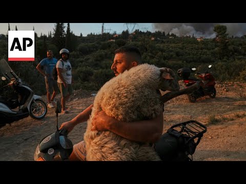 People race to rescue farm animals and pets during Greece wildfire