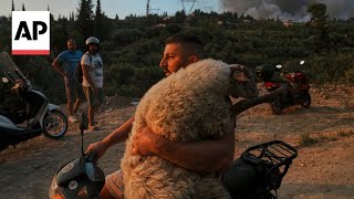 People race to rescue farm animals and pets during Greece wildfire