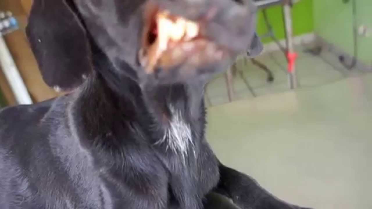 como se cura la hepatitis en perros