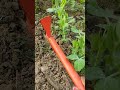 Organic fertilizer using wood ash ✨ #garden #gardening #woodash #asmrfarming #gardeningtools