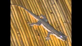 Suara Gecko di Bali