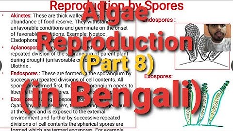 Algae Lecture 8 : (Reproduction in Algae) | in Bengali |