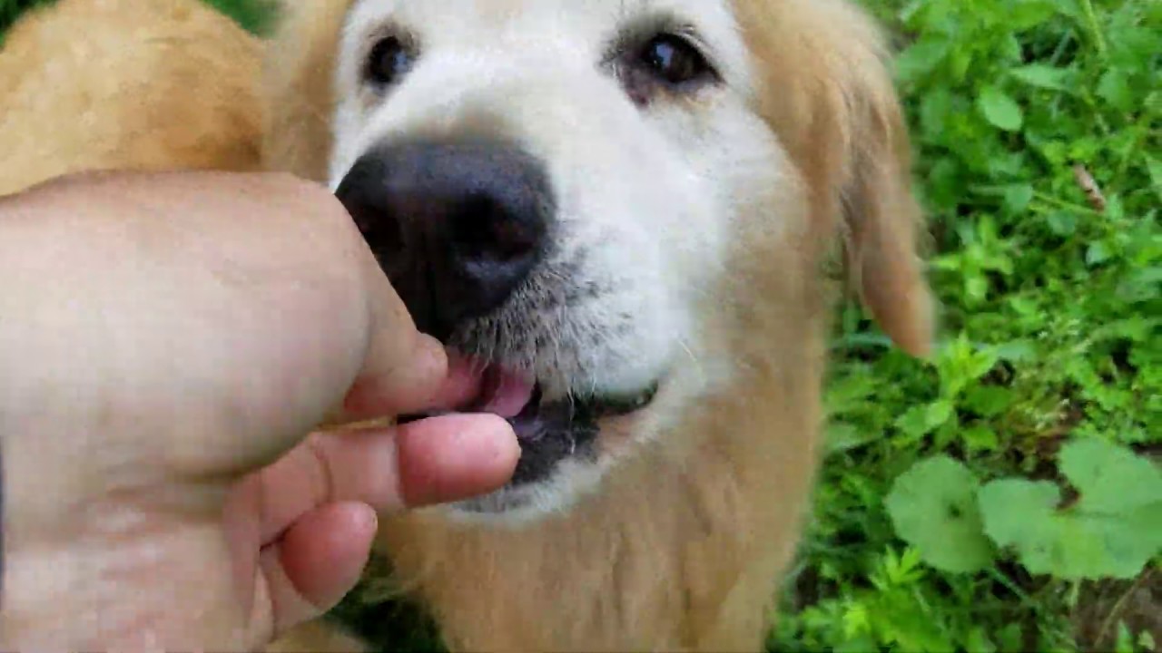 癒し動画 うさぎ Golden Retriever eat Gumi in the field in the morning walk