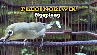 Download Lagu Suara Pleci Ngriwik Ngeplong Bagus Untuk Pancingan MP3 Download Lagu Suara Pleci Ngriwik Ngeplong Bagus Untuk Pancingan MP3