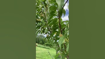 High yield peach fruit trees for orchards and garden planning for an edible garden for farm to table