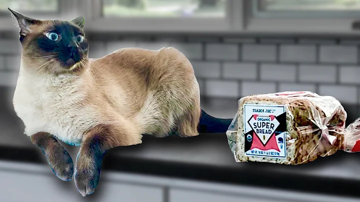 Video 10934911: lynx point siamese cat