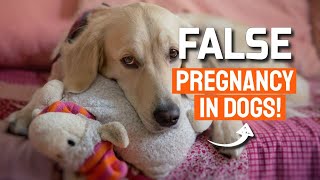 FALSE PREGNANCY in DOGS ‍♀(Psychological Pregnancy)
