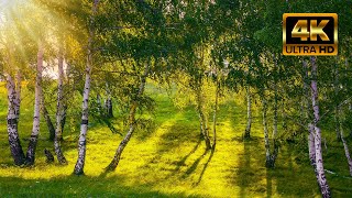 Волшебные Звуки Природы, В Весеннем Лесу. Музыка Для Медитации. Пение Птиц И Звуки Насекомых ASMR.