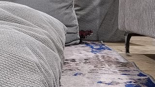 Carnotaurus Vs Aladar Final Battle.