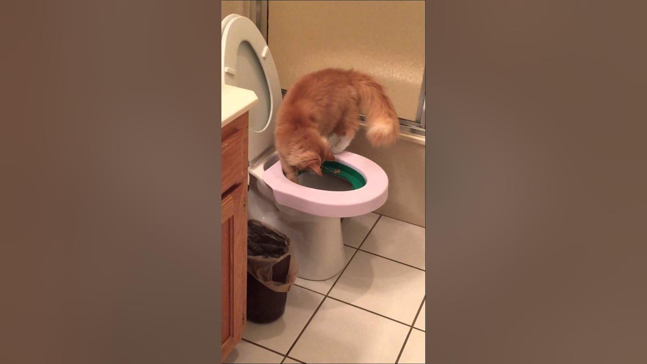 Cat using toilet take 2 YouTube