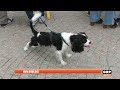 Estate, i consigli per le vacanze con il cane