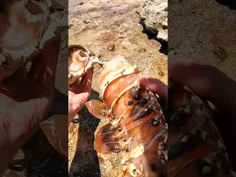 Giant Lobster Bare Hand Catch and Cook