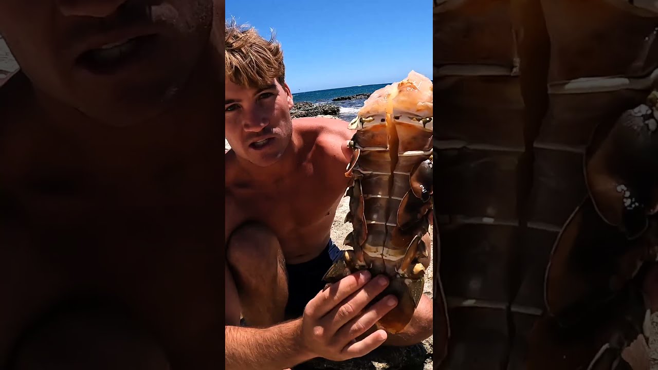 Giant Lobster Bare Hand Catch And Cook
