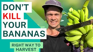 How to Cut Back and Prune Banana Tree the RIGHT WAY. Most Farmers don’t know this.