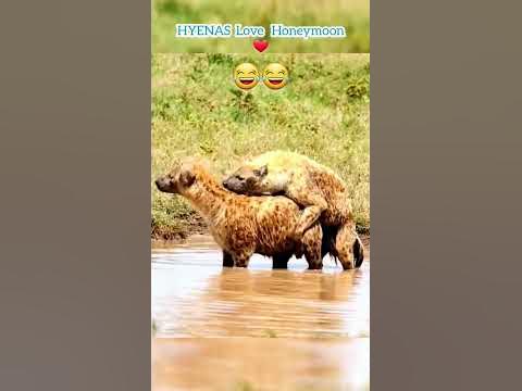 hyena mating rare sighting. #shorts #hyena #wildlife - YouTube