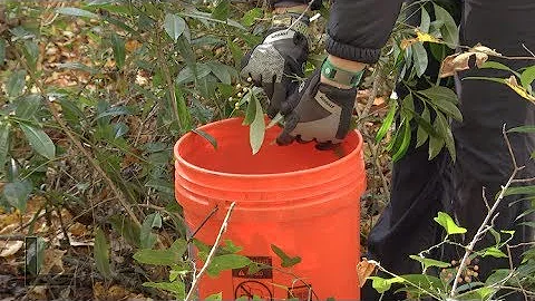 Volunteers help to remove invasive plant at Serenola Forest Preserve