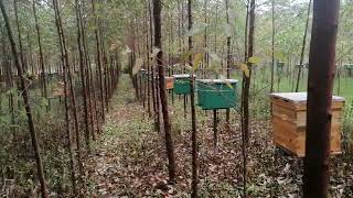 100 Bee Hives Apiary With 98 Hives Fully Colonised