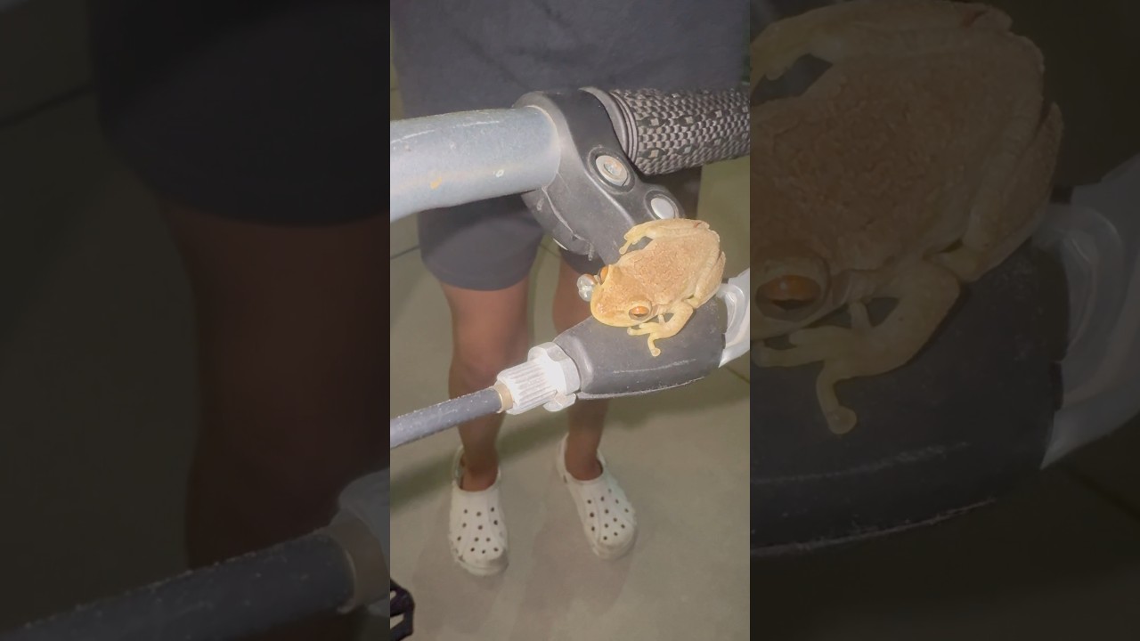 Лягушка прыгнула на велик находу 