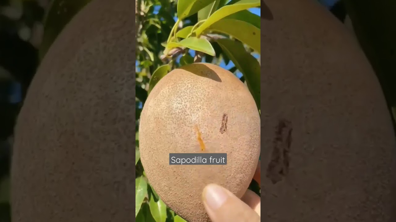 sapodilla fruit 