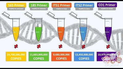 5. Amplifying, cleaning, and pooling DNA metabarcoding libraries