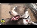 Karma Blue | Dogs | k9 connection Karma Blue | Dogs | k9 connection