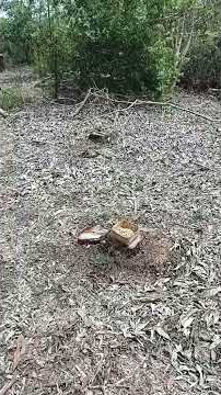 CARI KEROTO BUAT PAKAN BURUBG