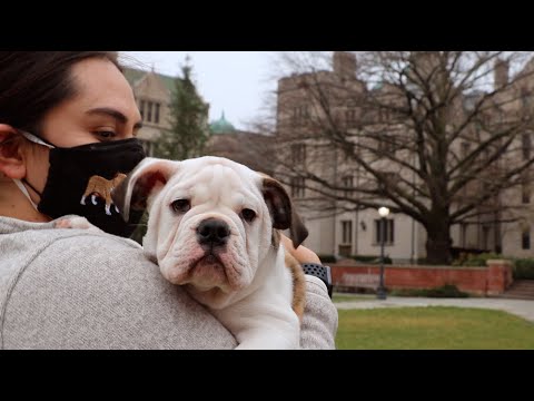 Meet Handsome Dan XIX: Yale&#039;s newest mascot