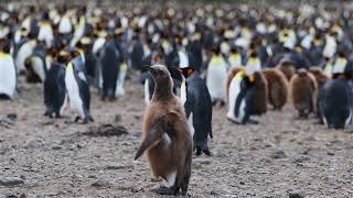 Penguin No Copyright Video, Background, Green Screen, Motion Graphics, Animated Background screenshot 4