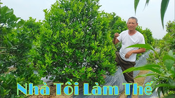 Hướng dẫn cách Chăm sóc và Cắt Tỉa cây quất  tháp