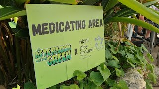 An Afternoon On The Green 2025
