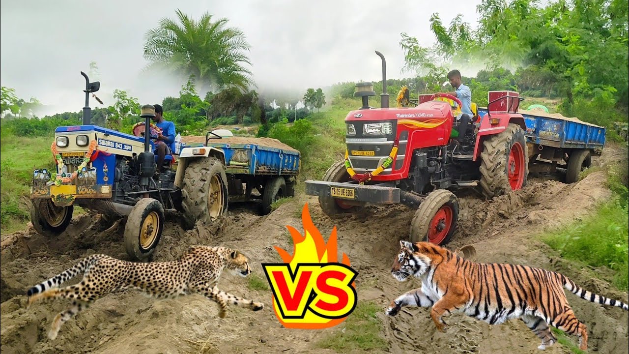 Swaraj 843XM |Swaraj 735FE  |mahindra 415Yuvo perfomence in mud