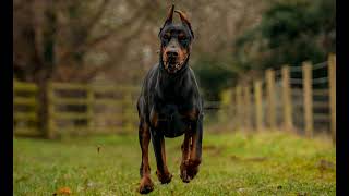 Phone Tap Podcast Kyler The Dog Walker