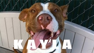 KAYLA - THE COOL CANINE (ADOPTED!)