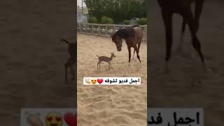 الحصان يلعب مع الغزاله الصغير #shortsyoutube