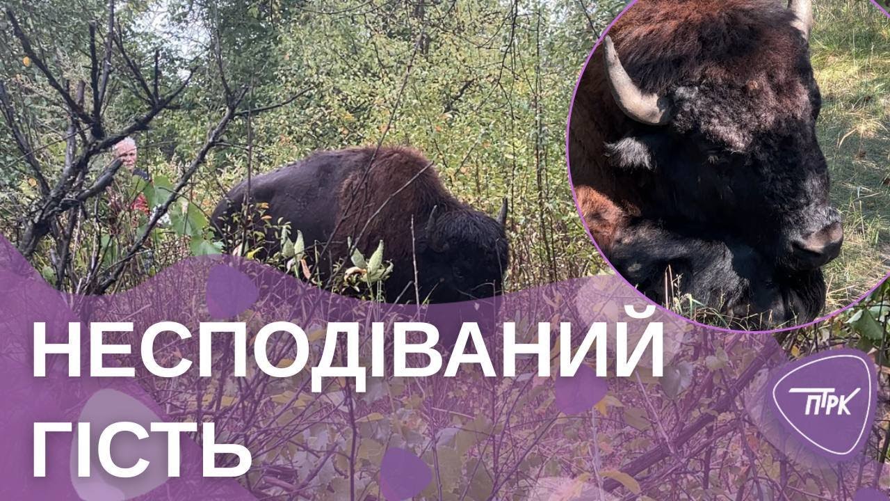 Дивовижна історія про людяність: у Павлограді місцевий житель прихистив пораненого звіра